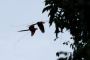 Amazonas06 - 320 * Scarlet Macaws.